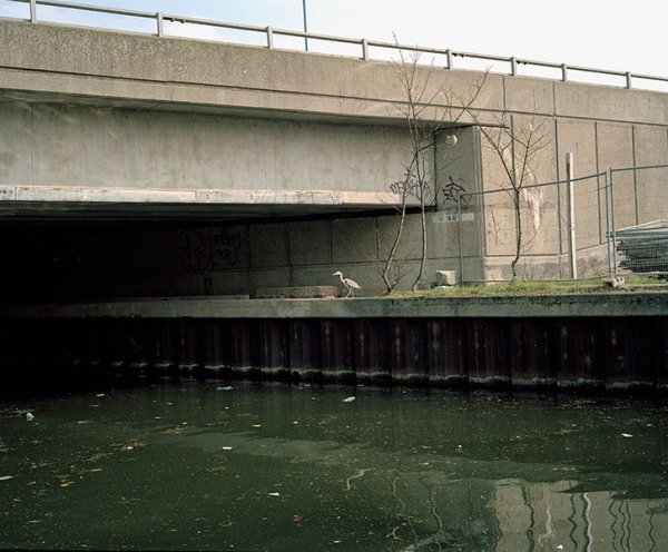 Heron